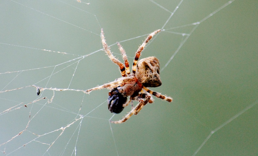 Araneus sp.